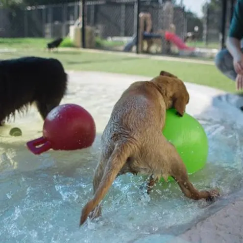 Dogs in pool playing with balls